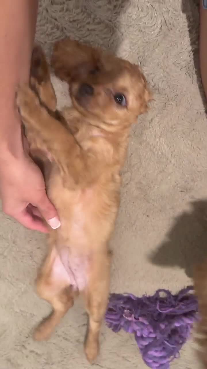 Cavapoo dogs for sale: Puppy 2 - Video 1