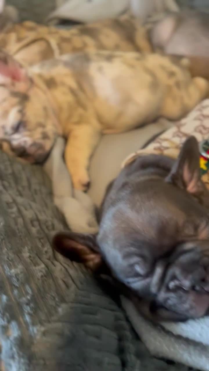 French Bulldog dogs for sale: Patek  - Video 2