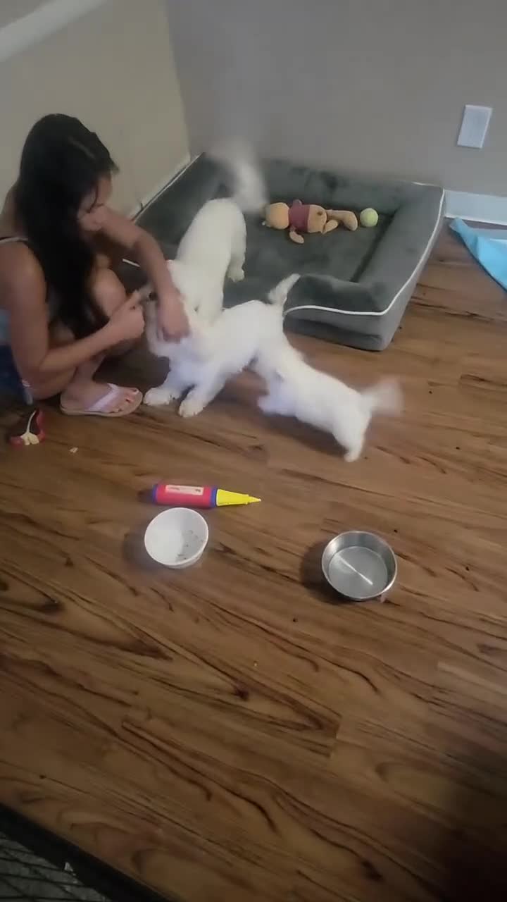 Maltese dogs for sale: Maltese 1 - Video 1