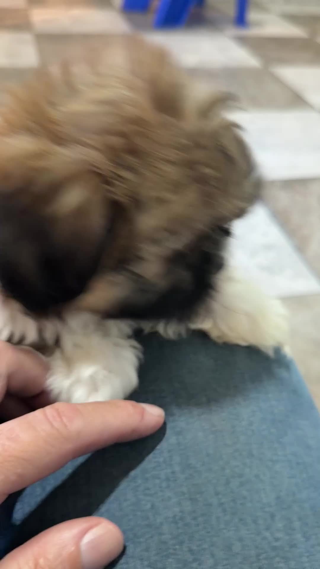 Shih Tzu dogs for sale: Brody - Video 1
