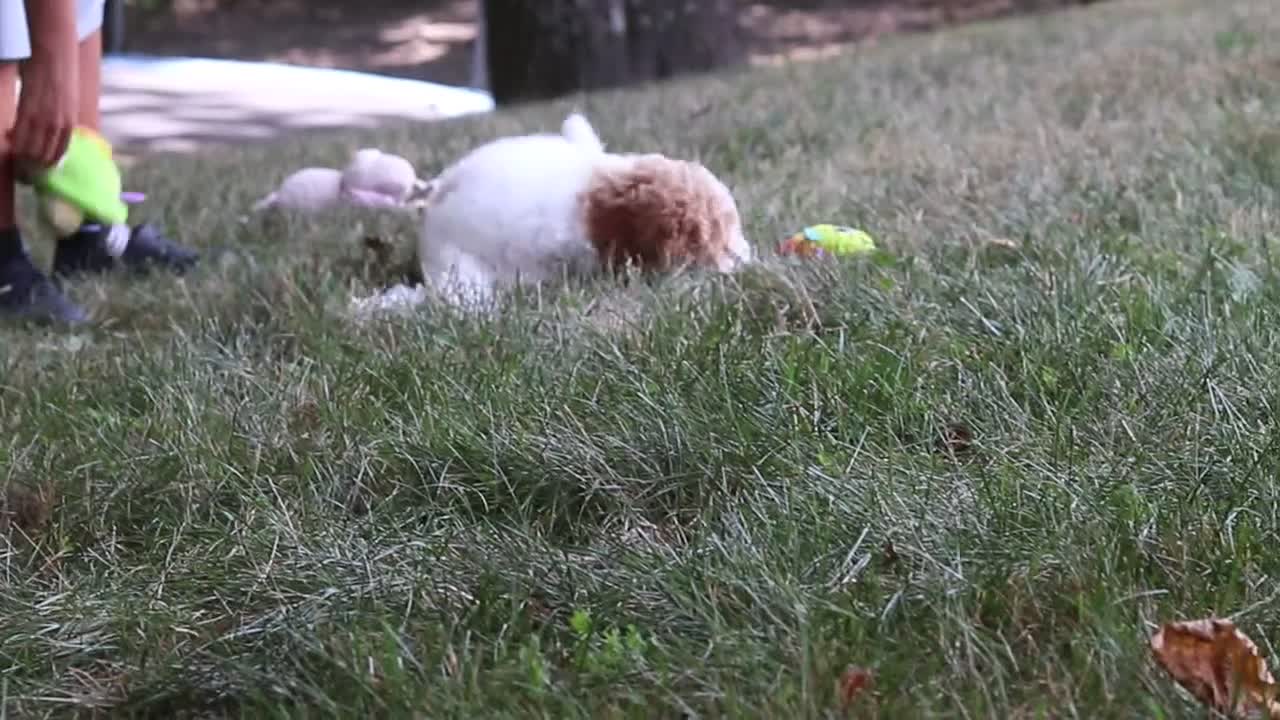Standard Poodle dogs for sale: Blossom - Video 1