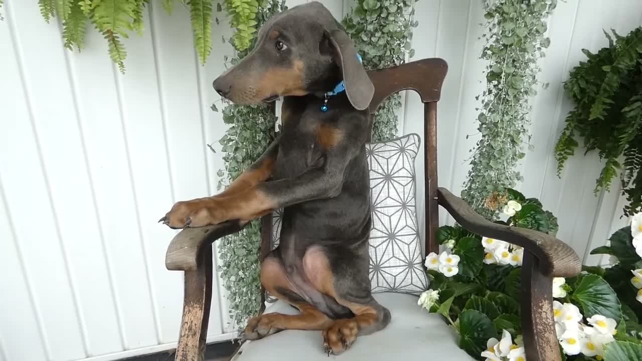 Doberman Pinscher dogs for sale: Doberman Pinscher 1 Baxter - Video 1
