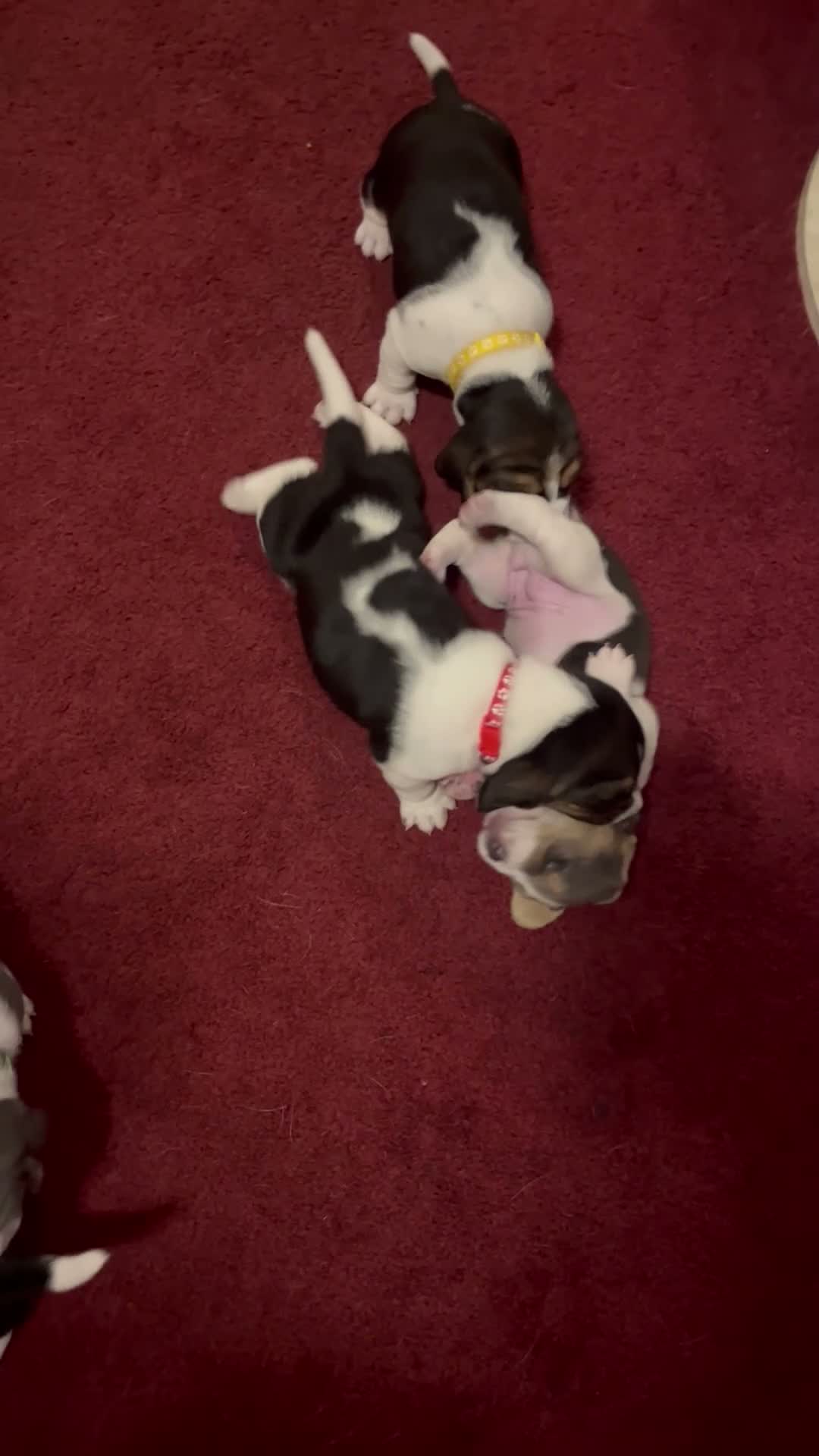 Basset Hound dogs for sale: Blue and white 1-orange collar - Video 1