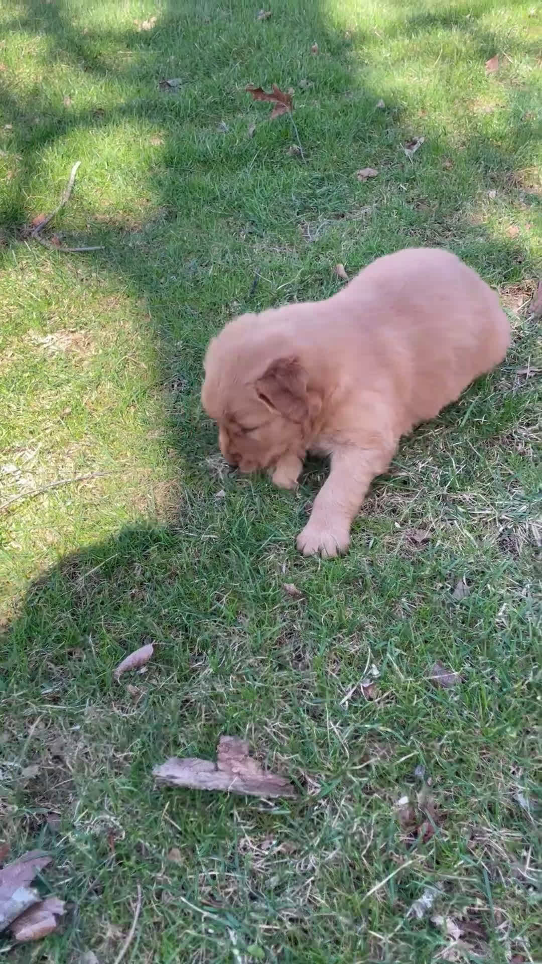 Golden Retriever dogs for sale: Duke - Video 9