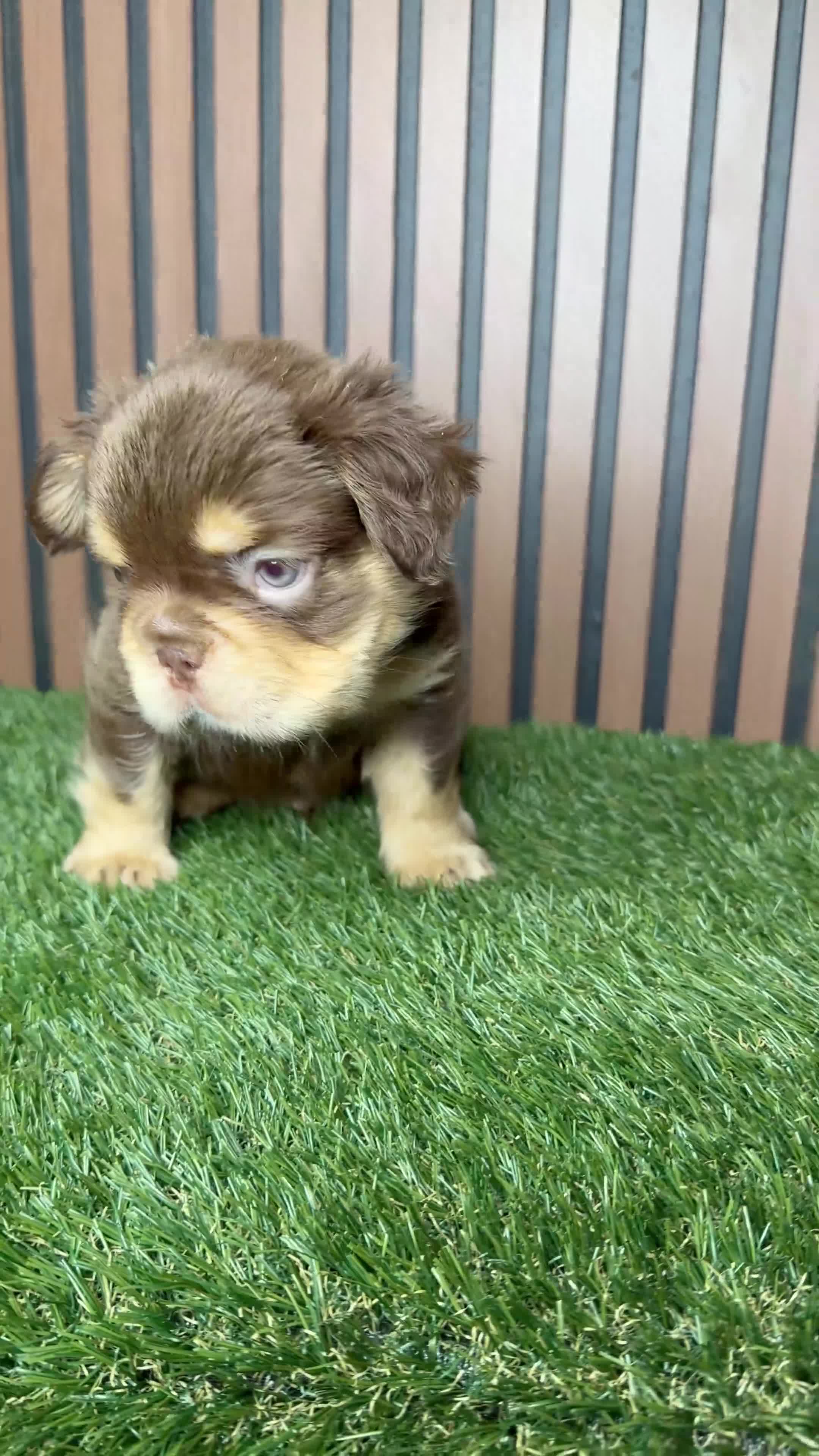 French Bulldog dogs for sale: Chris Brown - Video 1