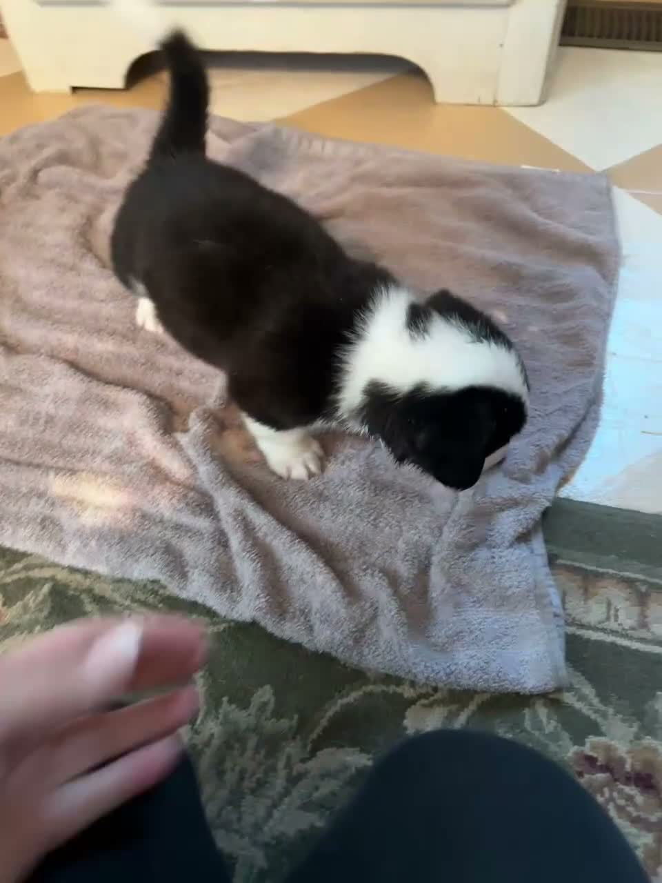 American Corgi dogs for sale: Hank - Video 1