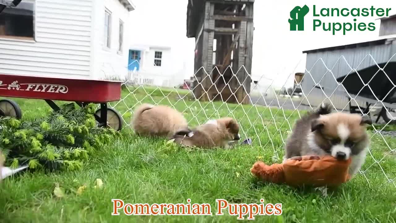 Pomeranian dogs for sale: Trixie - Video 1