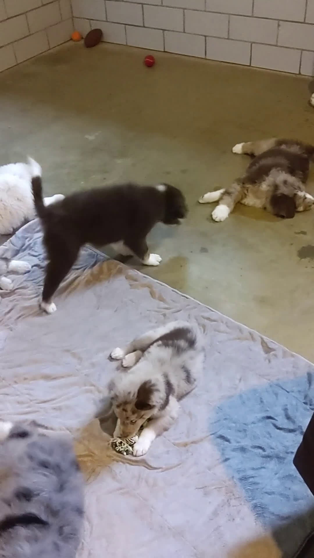 Aussiedoodle dogs for sale: Flo - Video 1