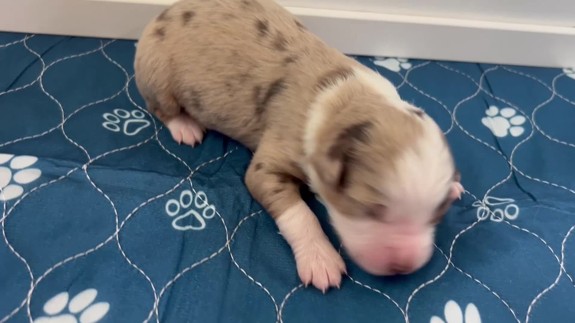 Miniature Australian Shepherd dogs for sale: Chevelle - Video 2