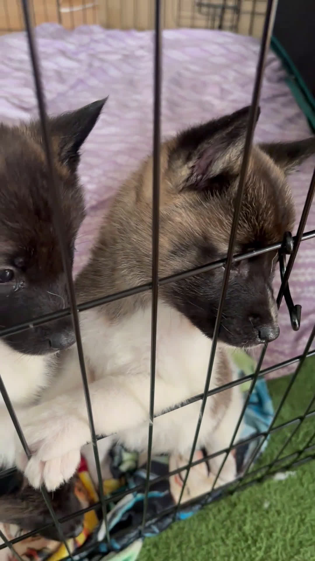 Akita dogs for sale: Akita Puppy 4 - Video 2