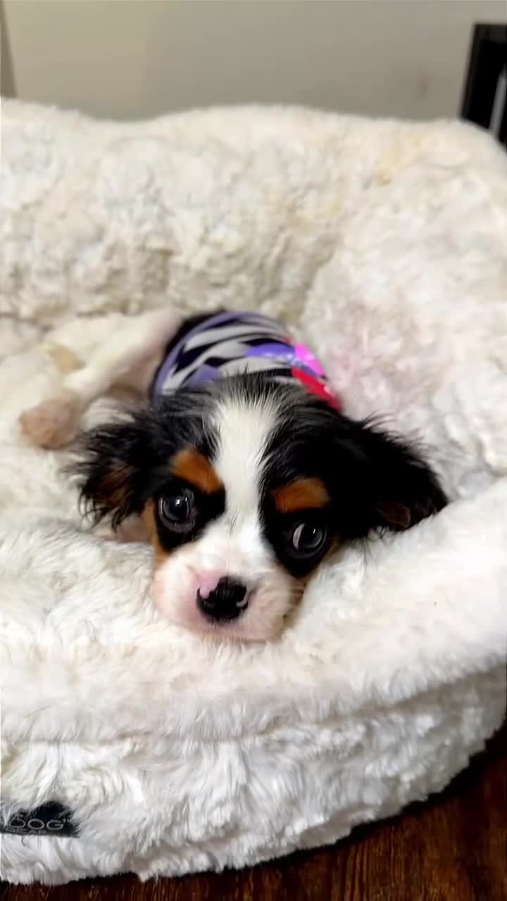 Cavalier King Charles Spaniel dogs for sale: Willow  - Video 1