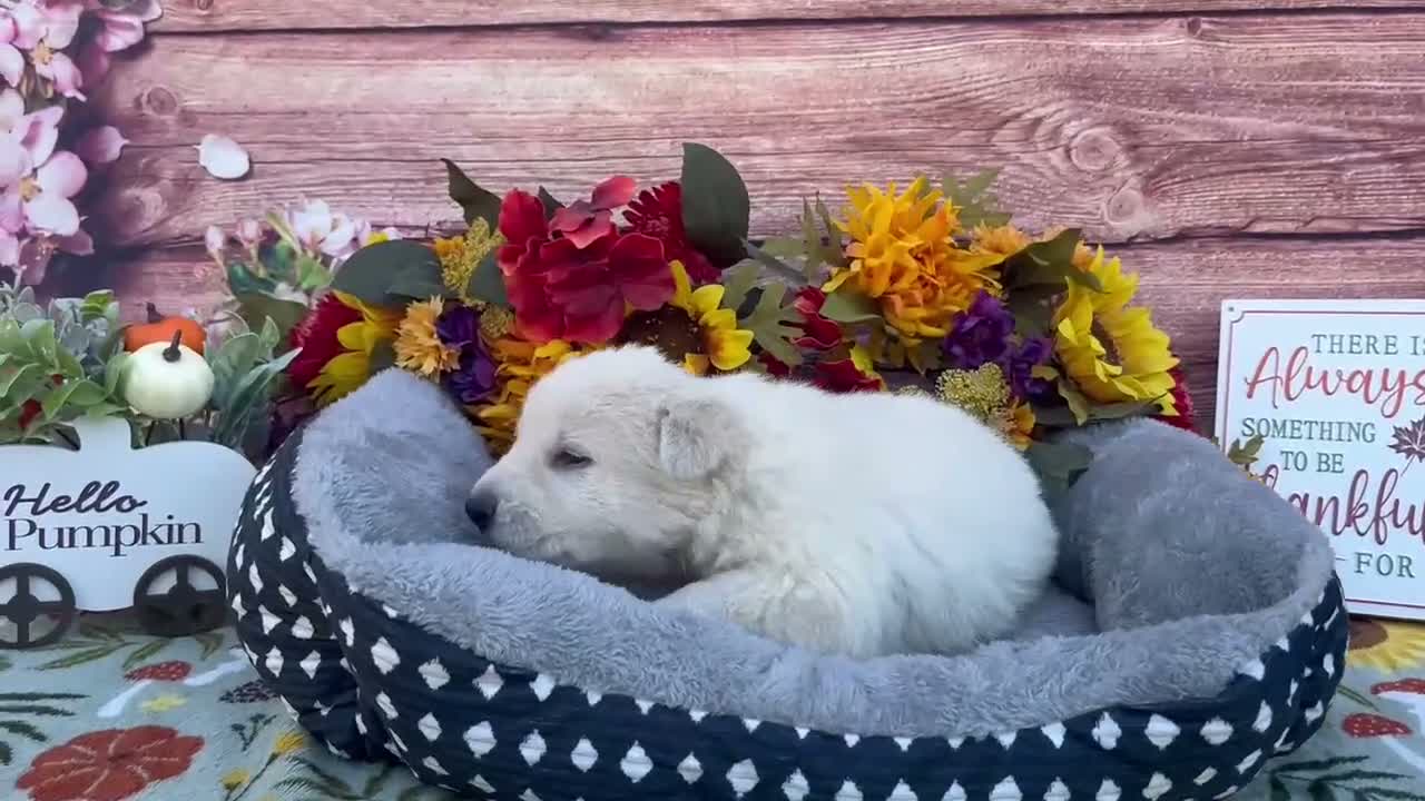 German Shepherd dogs for sale: Opal - Video 1