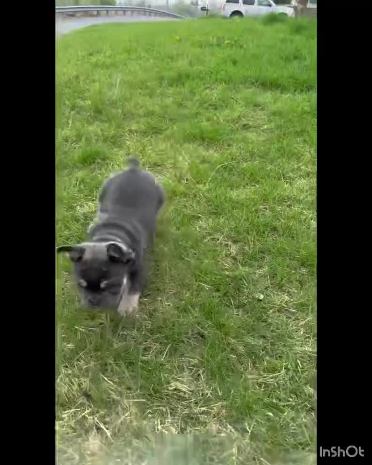 French Bulldog dogs for sale: French Bulldog Puppy  - Video 1