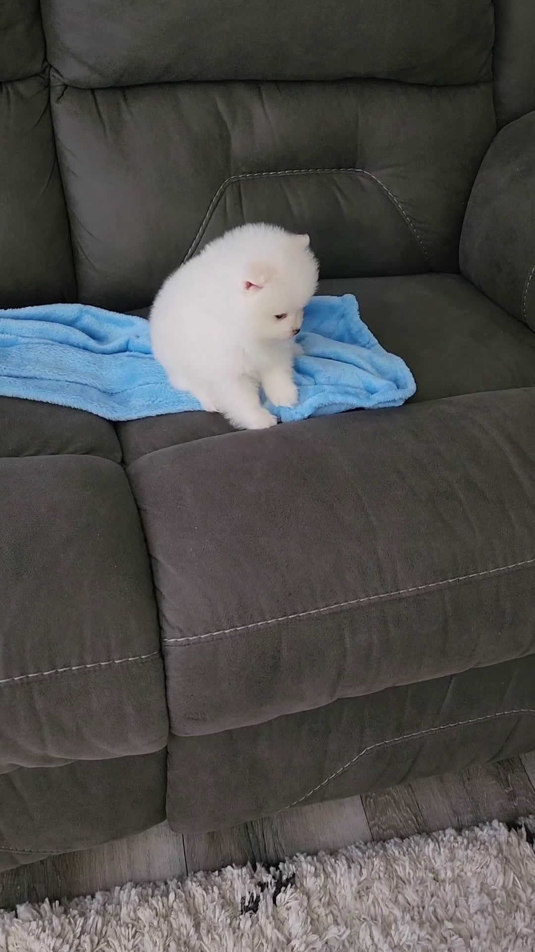 Pomeranian dogs for sale: Pomeranian Puppy 1Teddy - Video 1