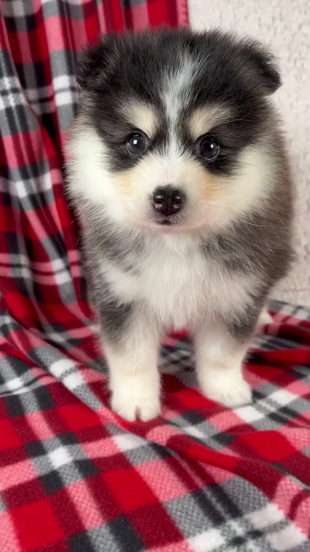 Pomsky dogs for sale: Jackson - Video 1