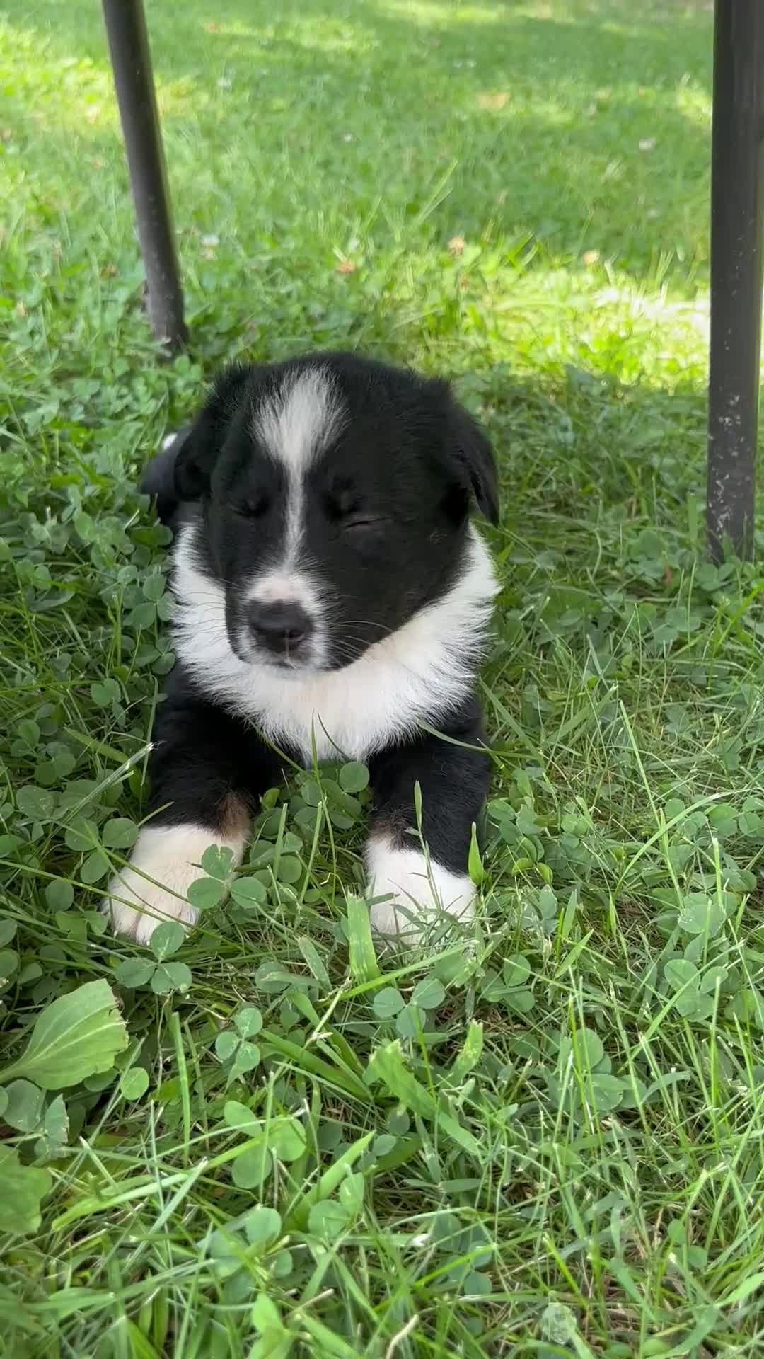 Australian Shepherd dogs for sale: Australian Shepherd 7 - Video 6