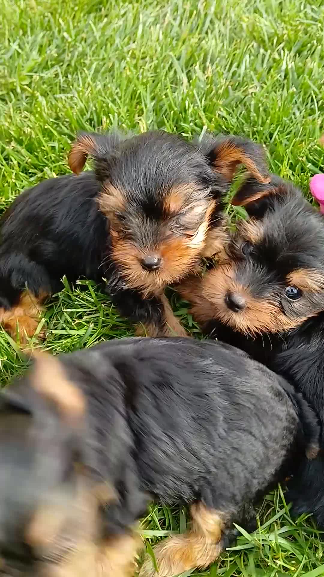 Yorkshire Terrier dogs for sale: Jax - Video 1