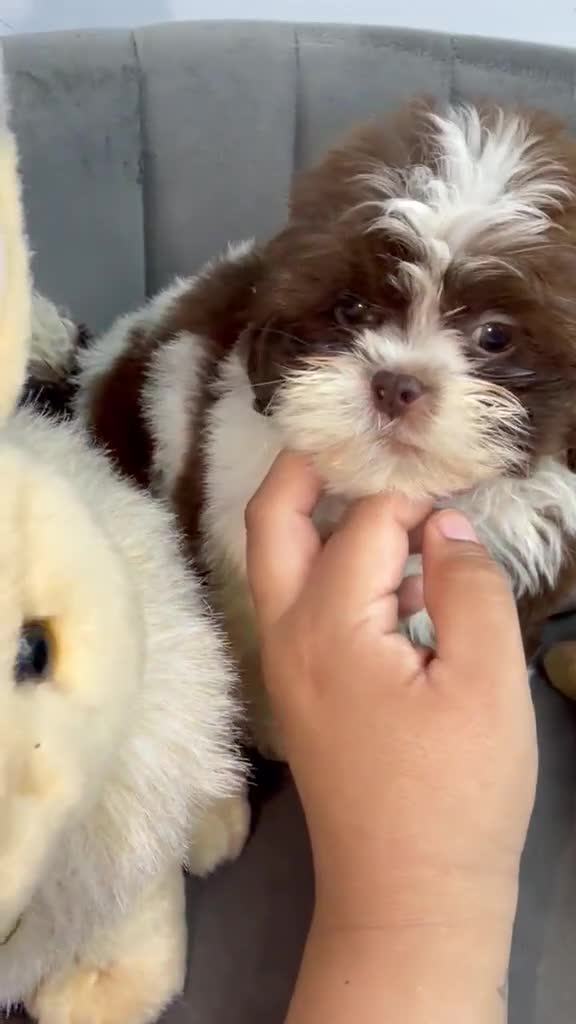 Shih Tzu dogs for sale: Shih Tzu 3 Felix - Video 1