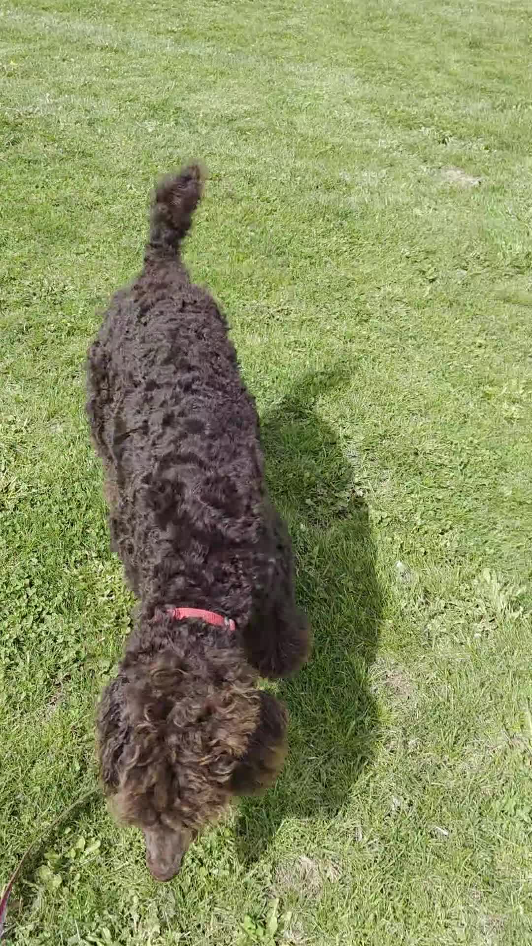 Standard Poodle dogs for sale: Bingo - Video 1