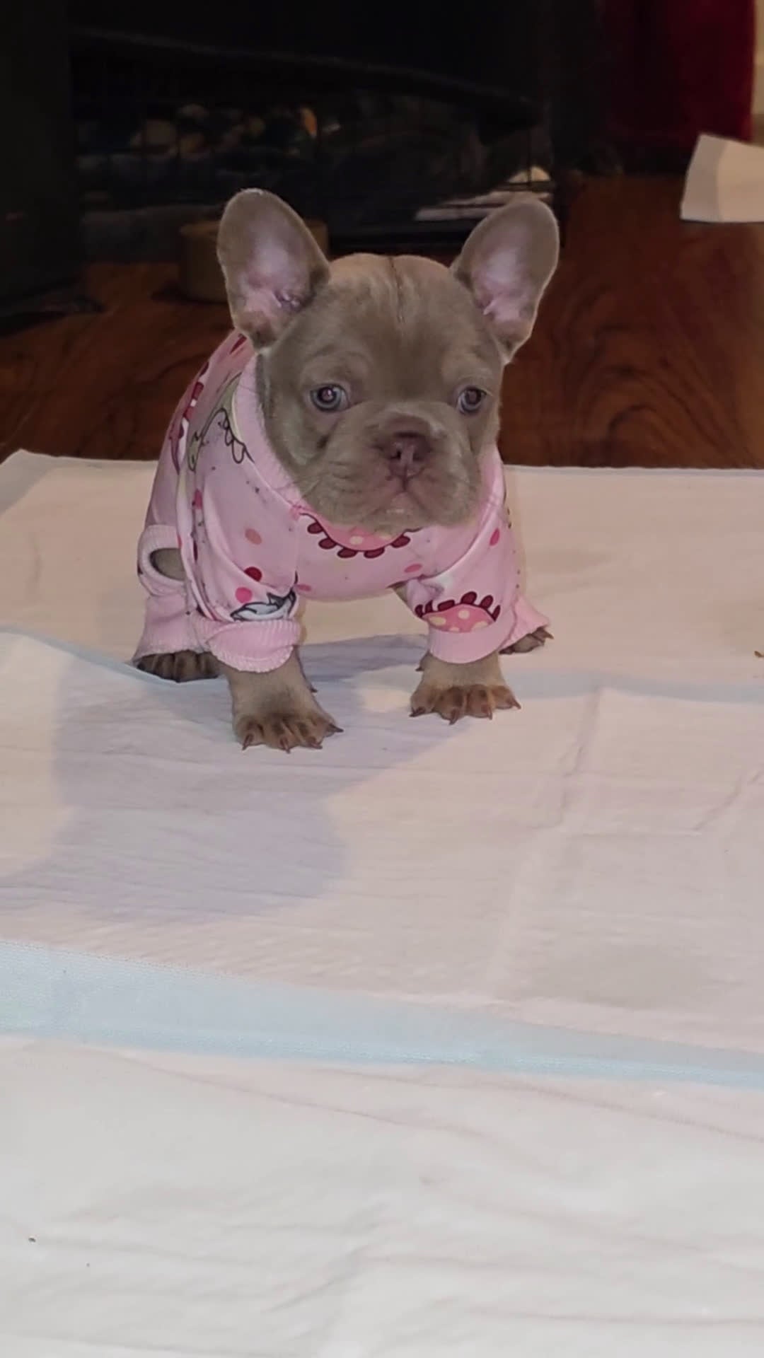 French Bulldog dogs for sale: Bella - Video 1