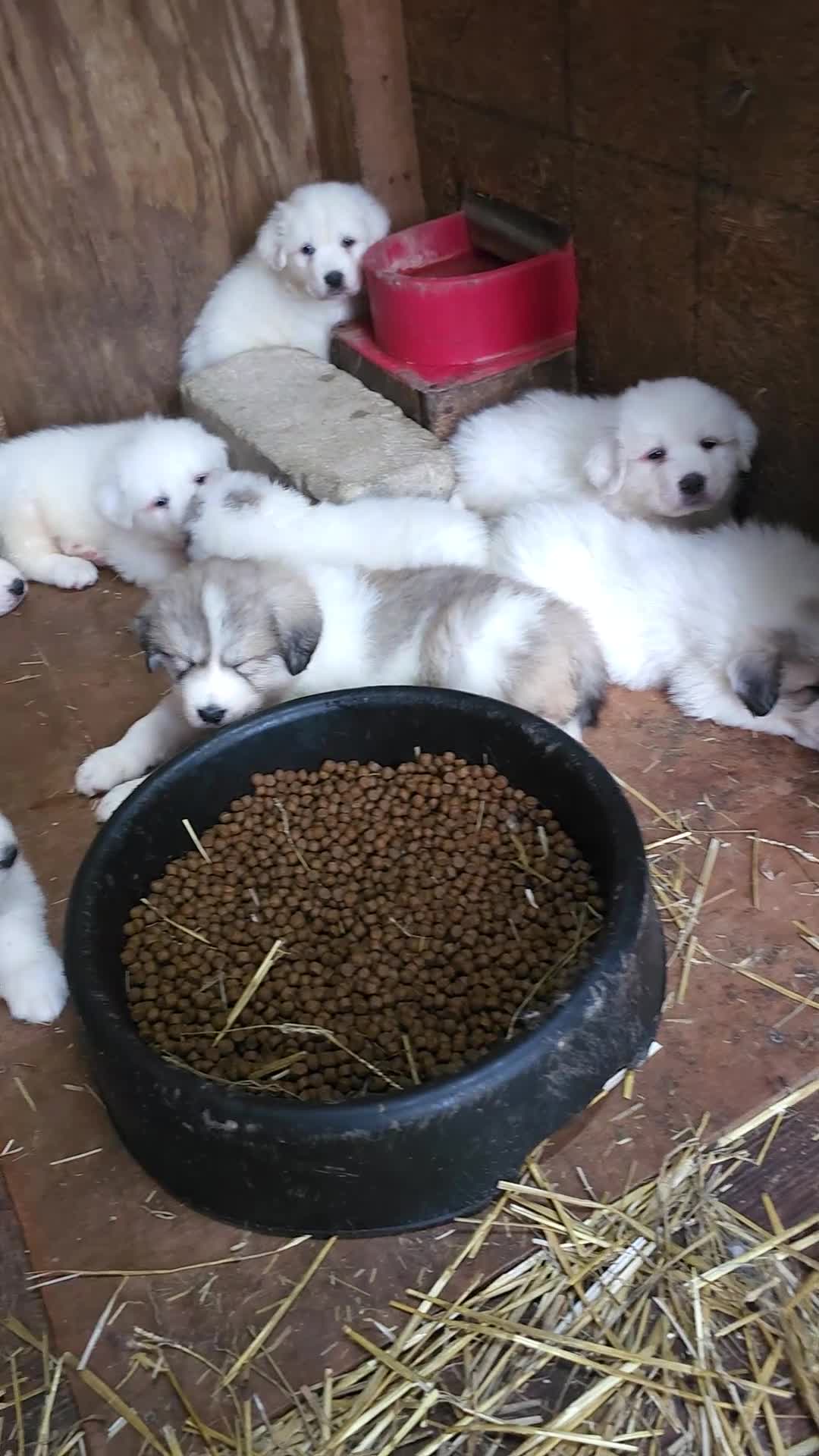 Great Pyrenees dogs for sale: Great Pyrenees Puppy 1 - Video 2