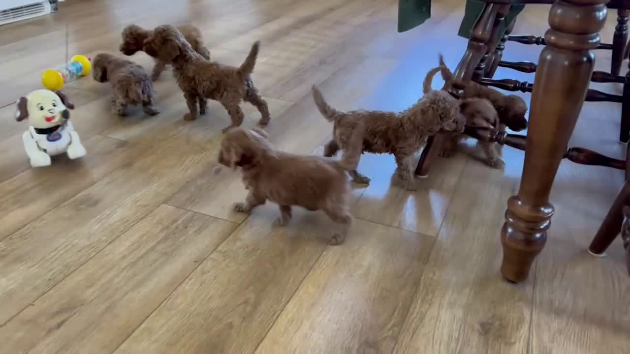 Cockapoo dogs for sale: Jadon - Video 1