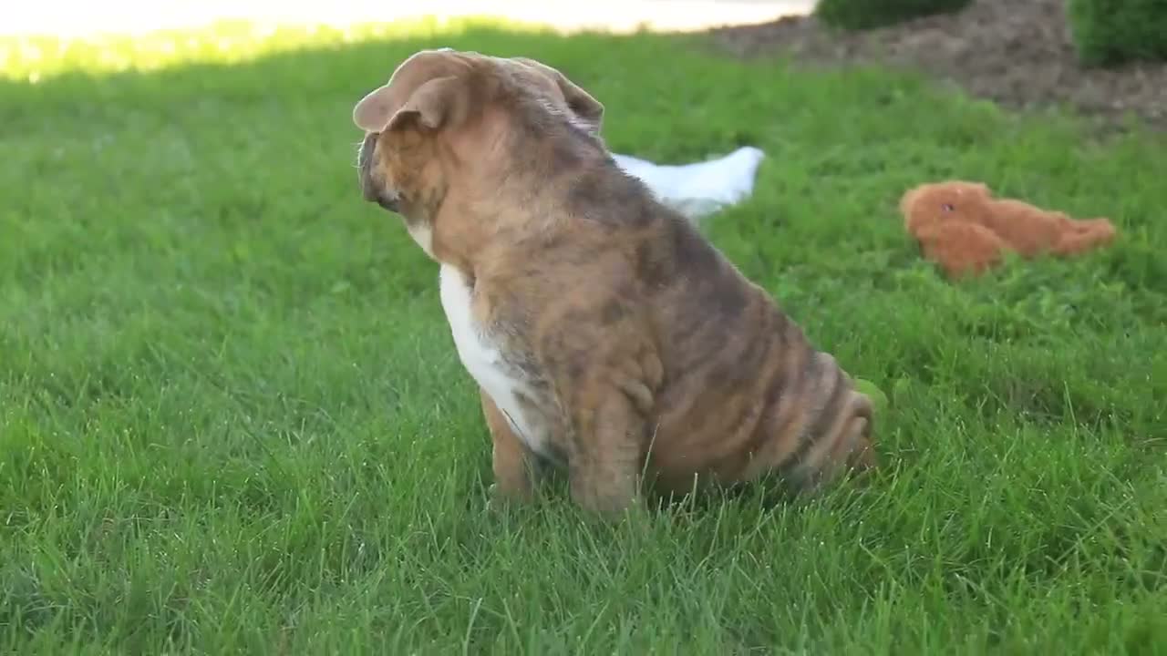 English Bulldog dogs for sale: Delsie English Bulldog leash trained and crate training in progress - Video 2