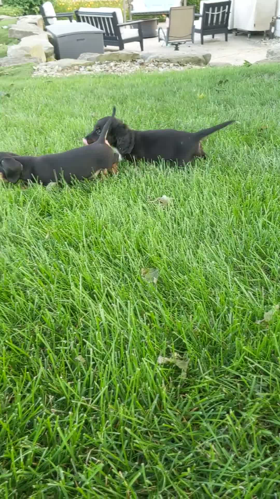 Miniature Dachshund dogs for sale: Frankie  - Video 1