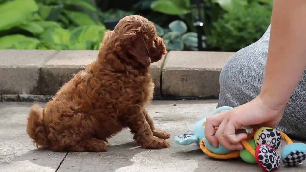 Maltipoo dogs for sale: Knox - Video 1