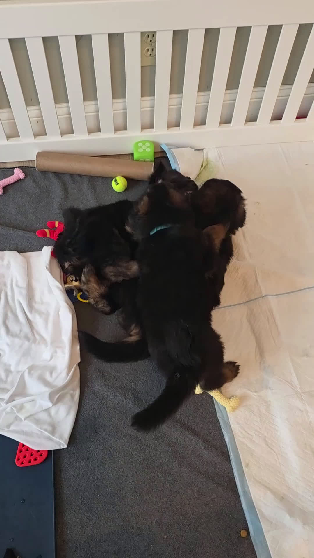 German Shepherd dogs for sale: German Shepherd Puppy 2 - Video 1