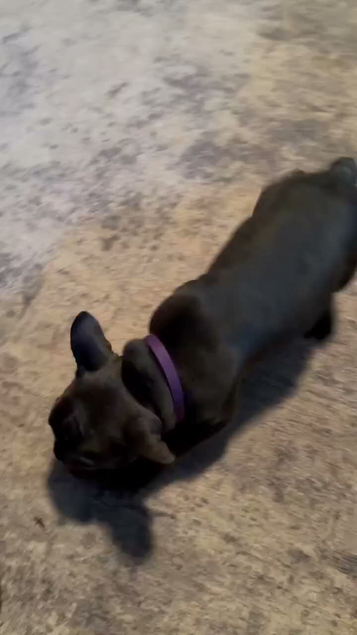 French Bulldog dogs for sale: French Bulldog 1 - Video 1