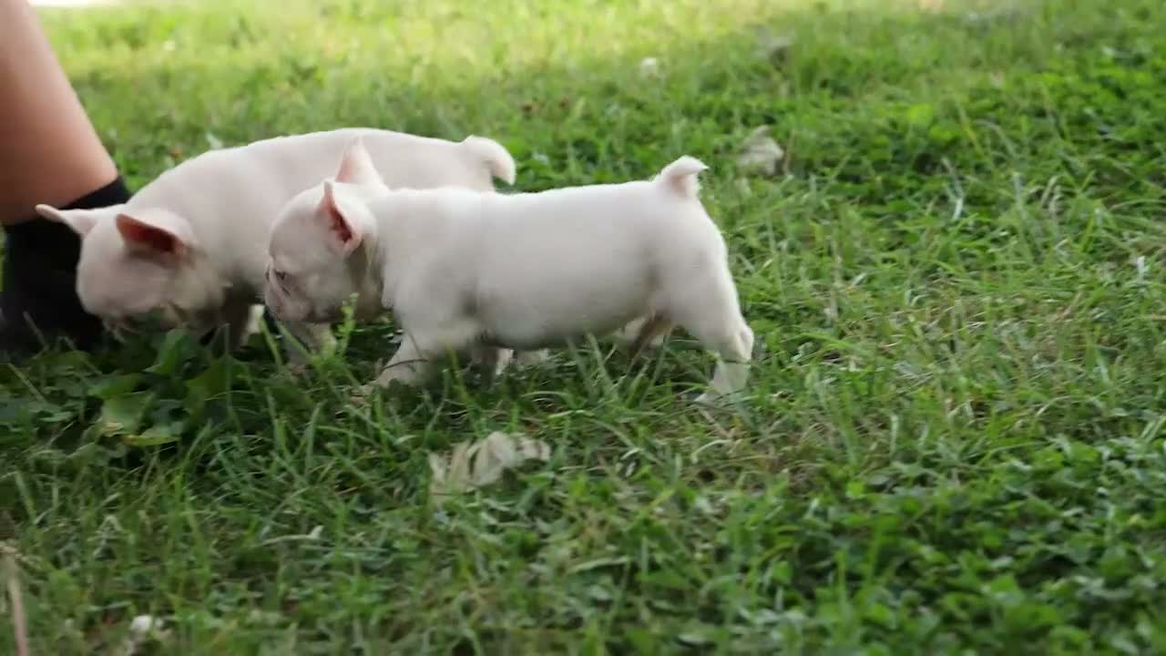 French Bulldog dogs for sale:  Rosa💖 - Video 1