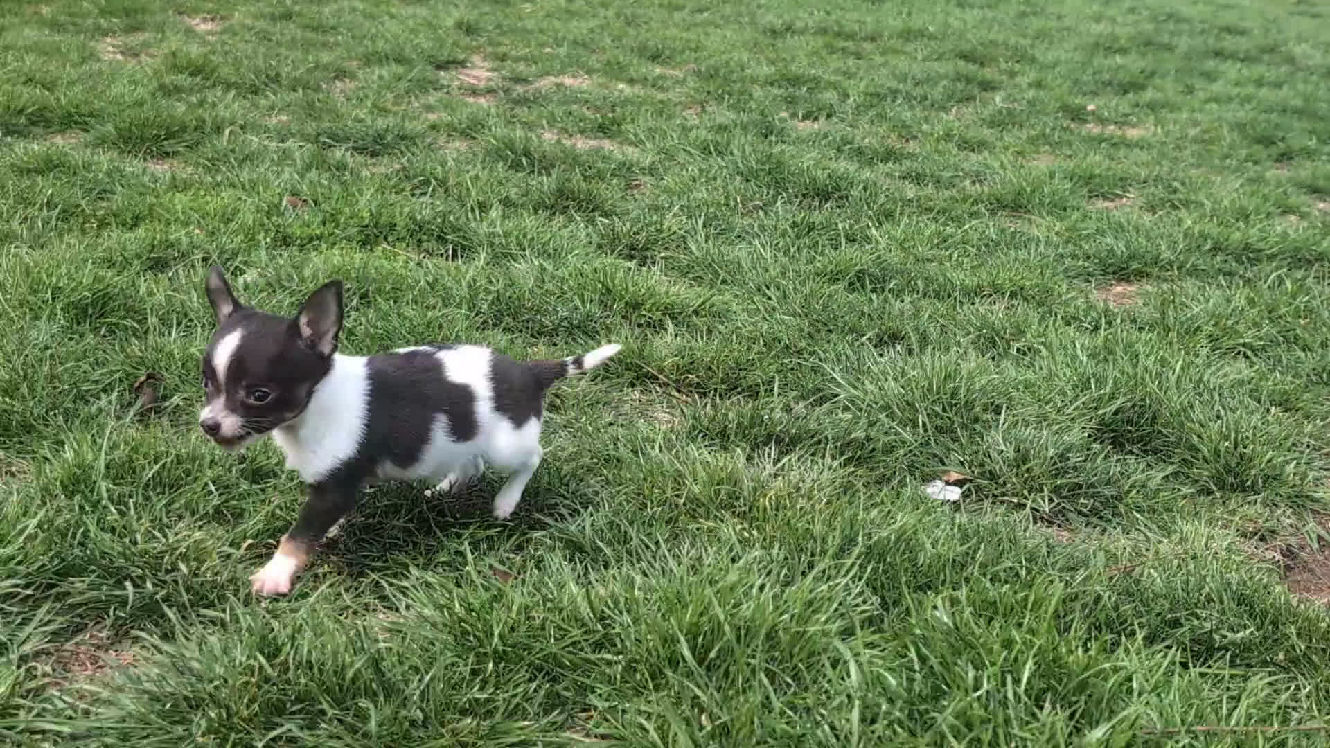 Chihuahua dogs for sale: Jedd 6 lbs Full Grown - Video 4