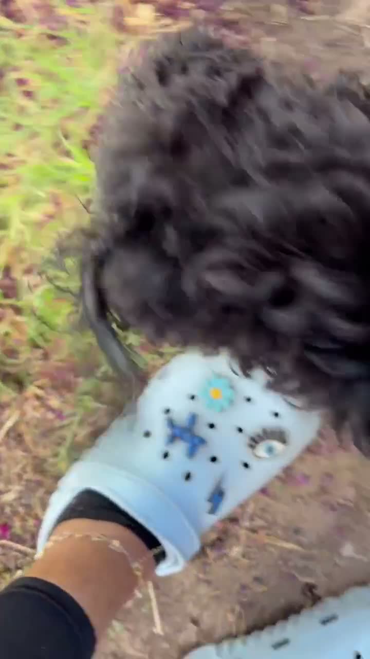 Maltipoo dogs for sale: Kiwi 🥝  - Video 1