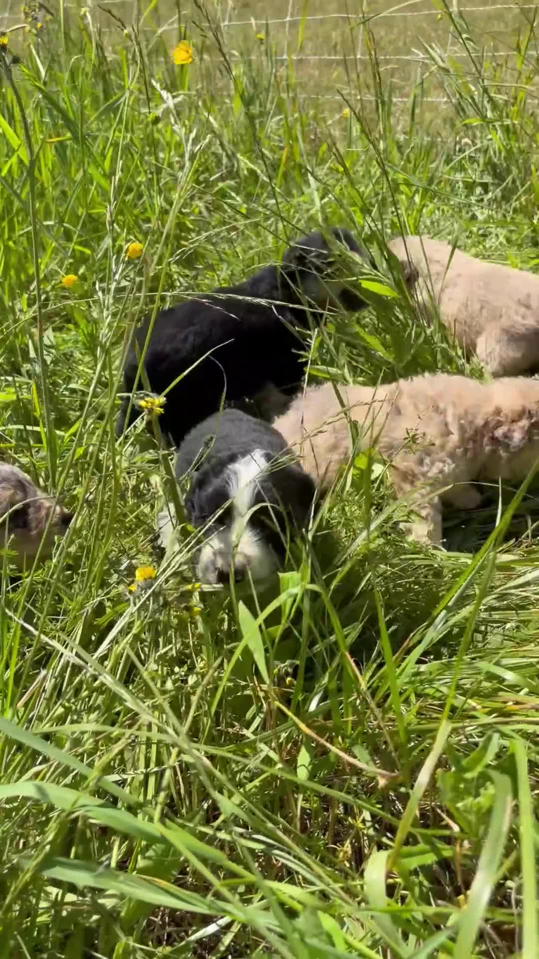 Mixed Breed dogs for sale: Arthur - Video 2