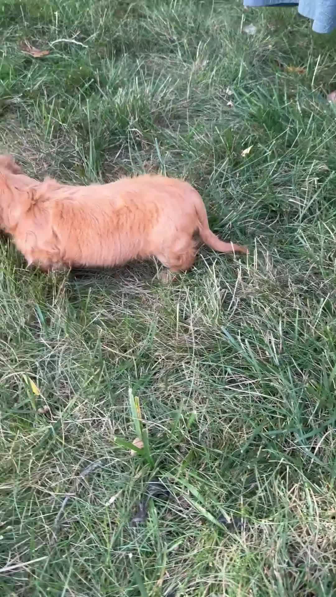 Miniature Dachshund dogs for sale: Milly - Video 2