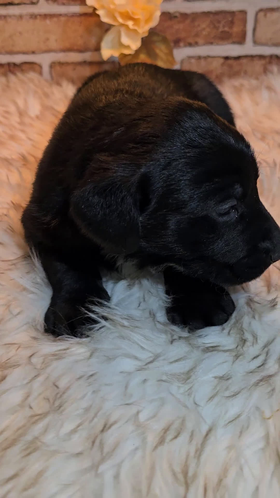 Mixed Breed dogs for sale: Cooper - Video 1