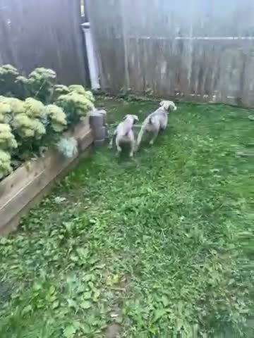 American Bully dogs for sale: American Bully 1 - Video 2
