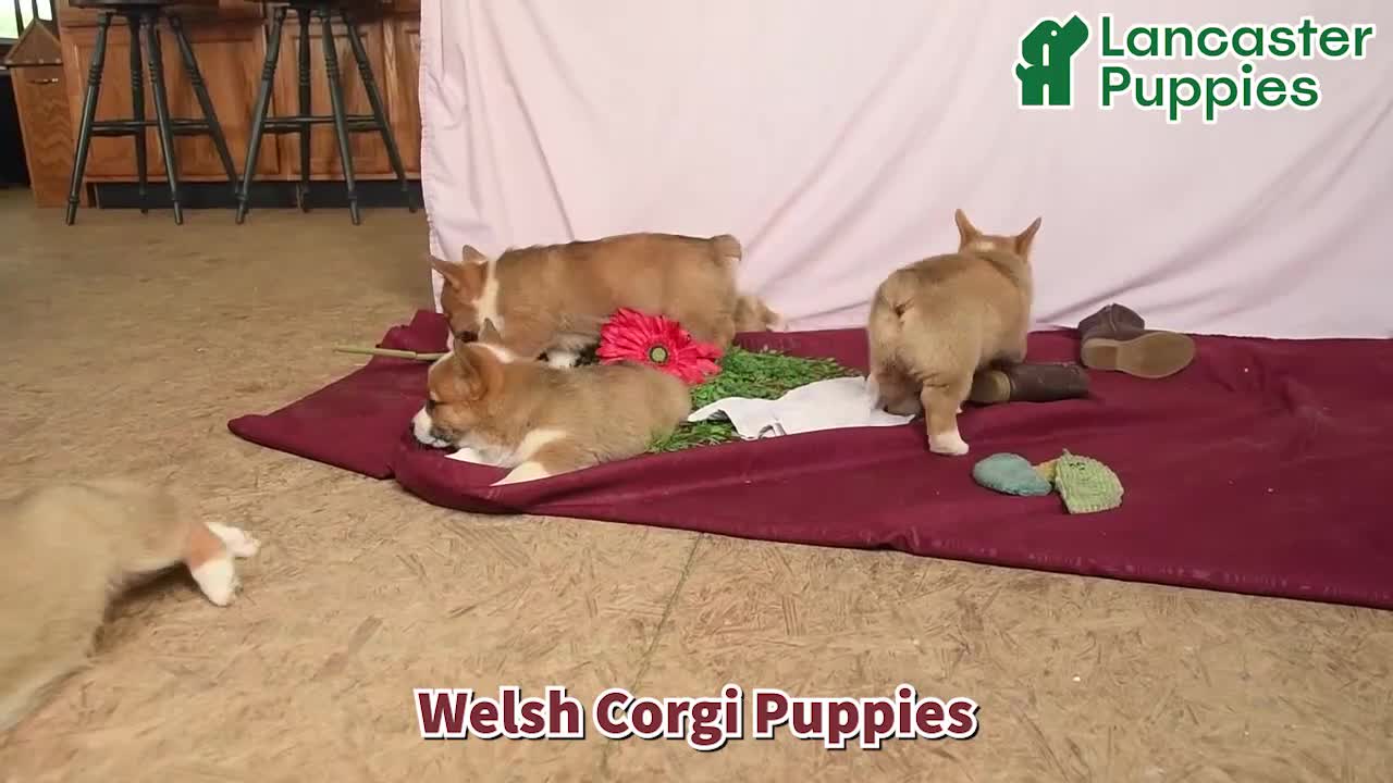 Welsh Corgi Pembroke dogs for sale: Twinkle  - Video 1