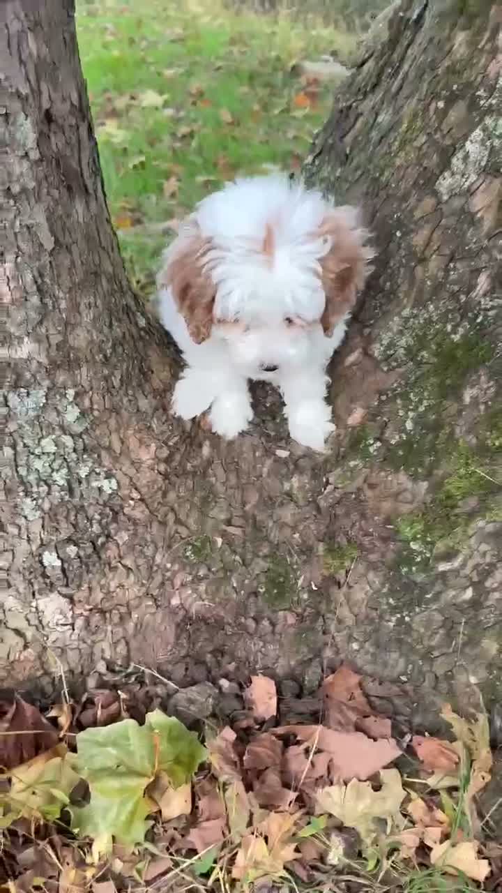 Goldendoodle dogs for sale: Sleepy - Video 1
