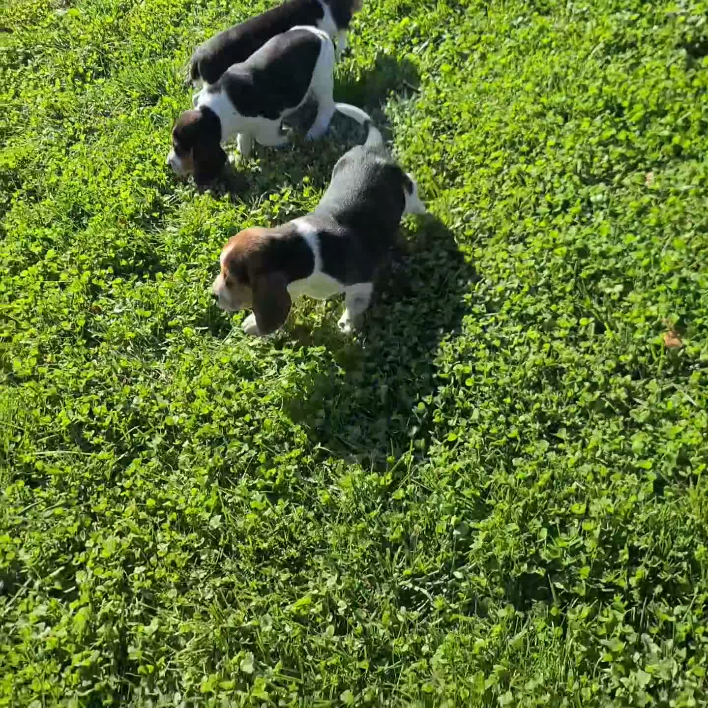Beagle dogs for sale: Moose - Video 2