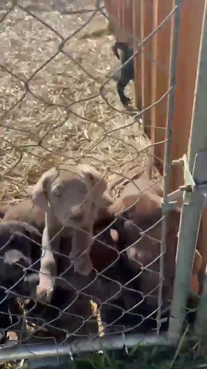 Labrador Retriever dogs for sale: Labrador Retriever Puppy 4 - Video 2