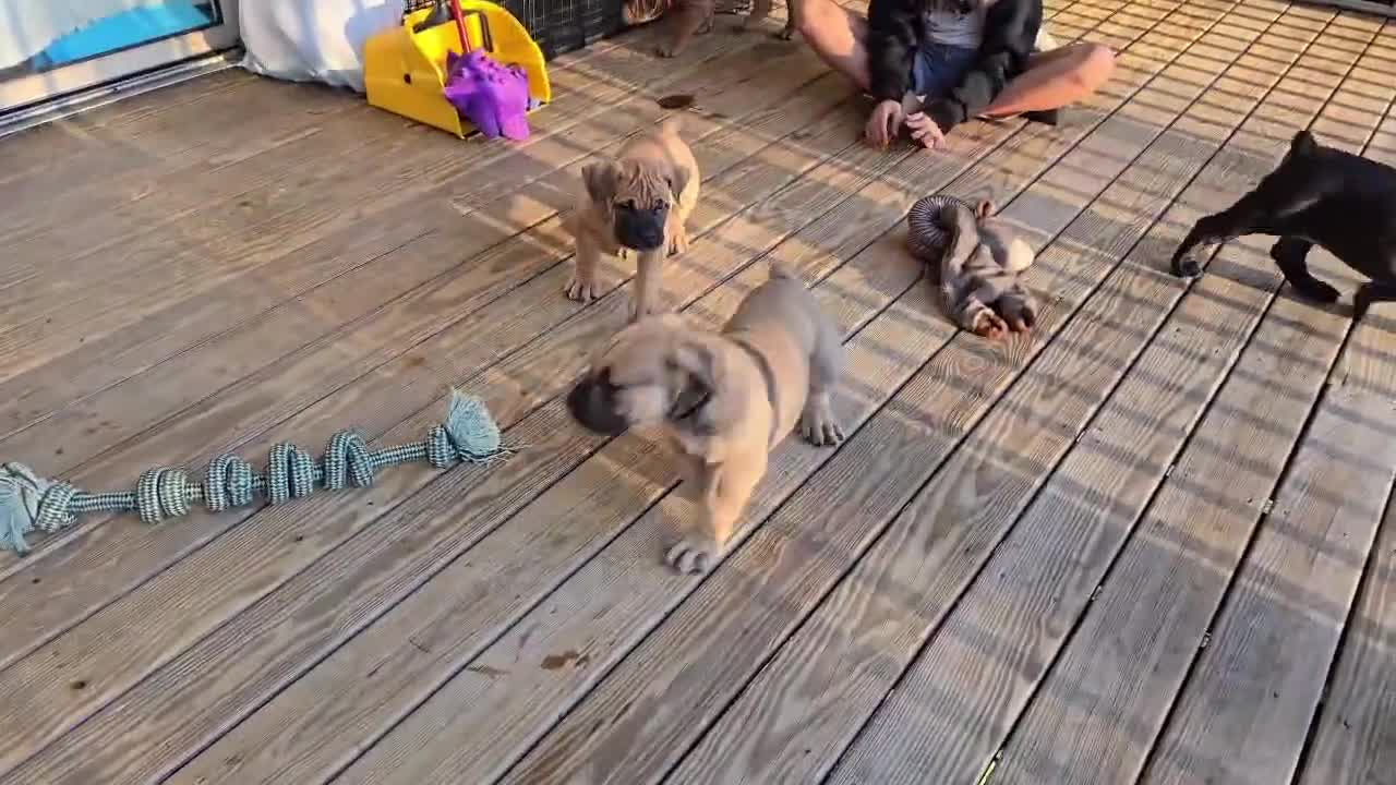 South African Boerboels dogs for sale: Beige  - Video 1