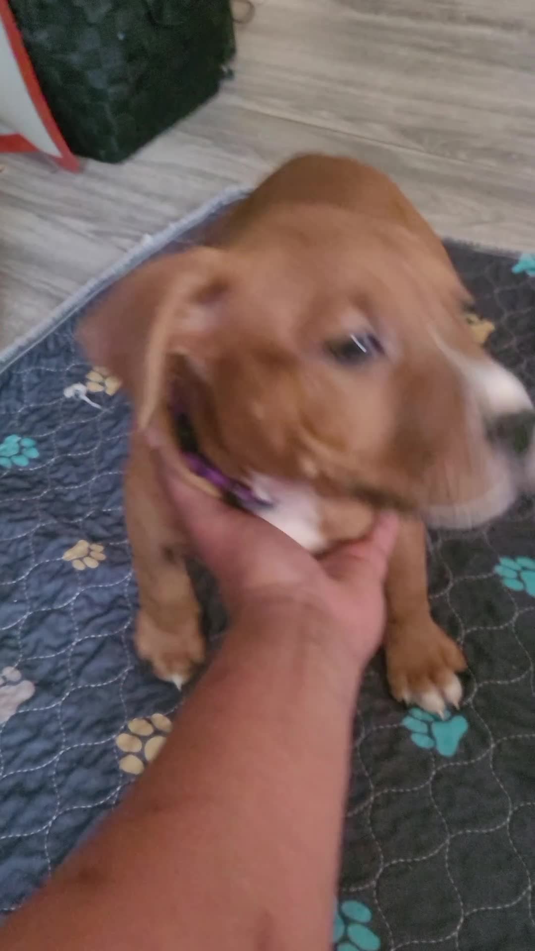 American Pit Bull Terrier dogs for sale: Ms. Blue - Video 1
