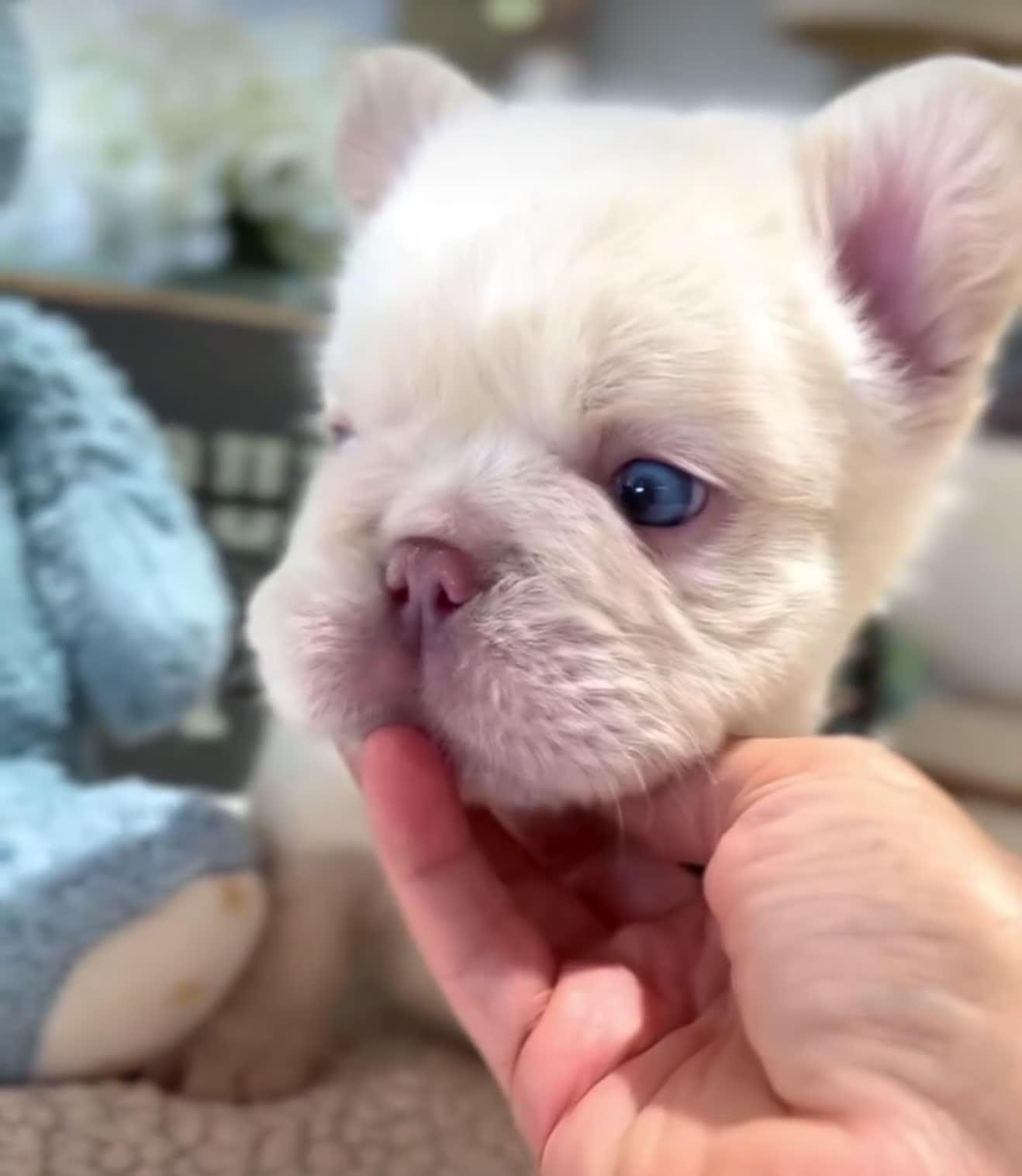 French Bulldog dogs for sale: Leo - Video 2