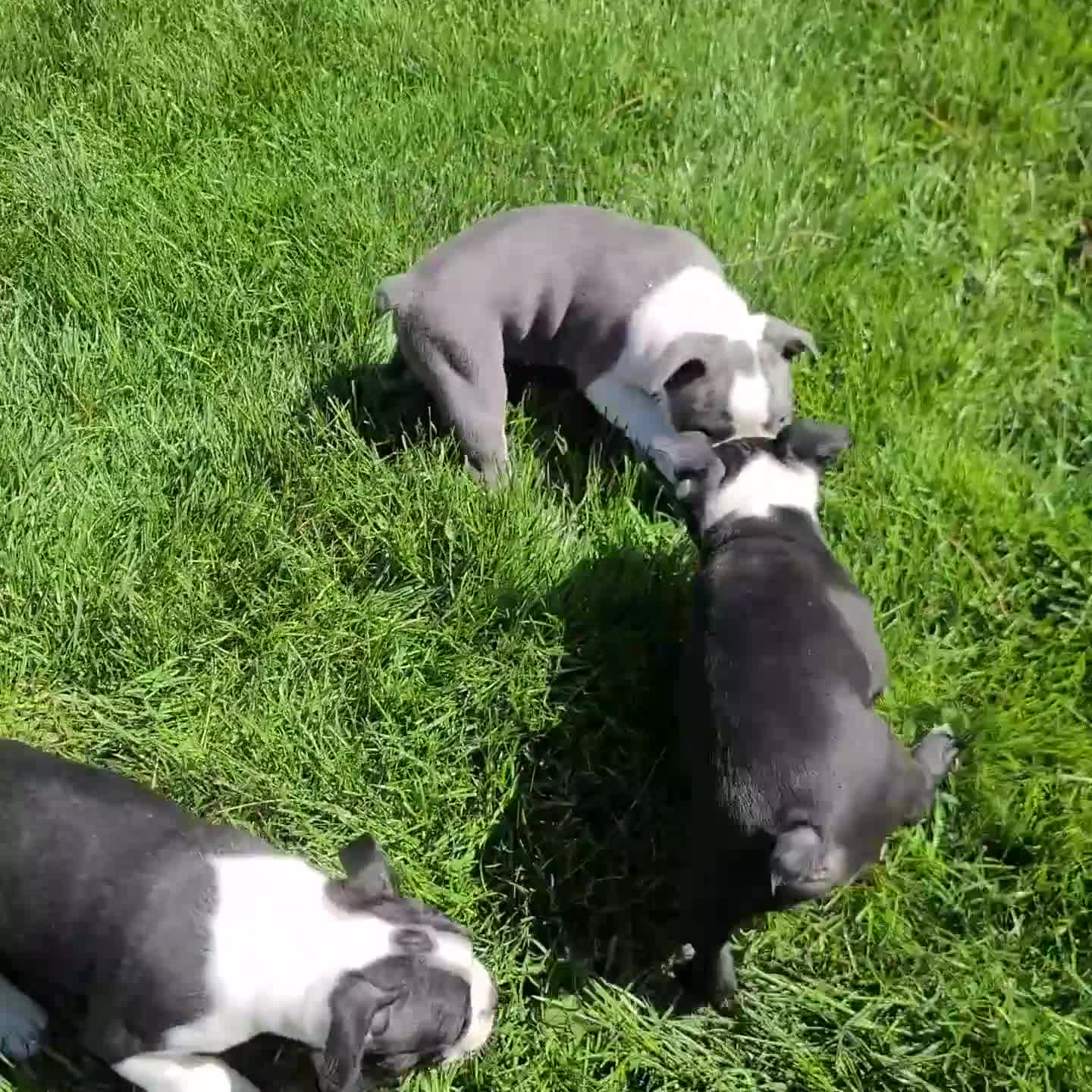 Boston Terrier dogs for sale: Tate - Video 2