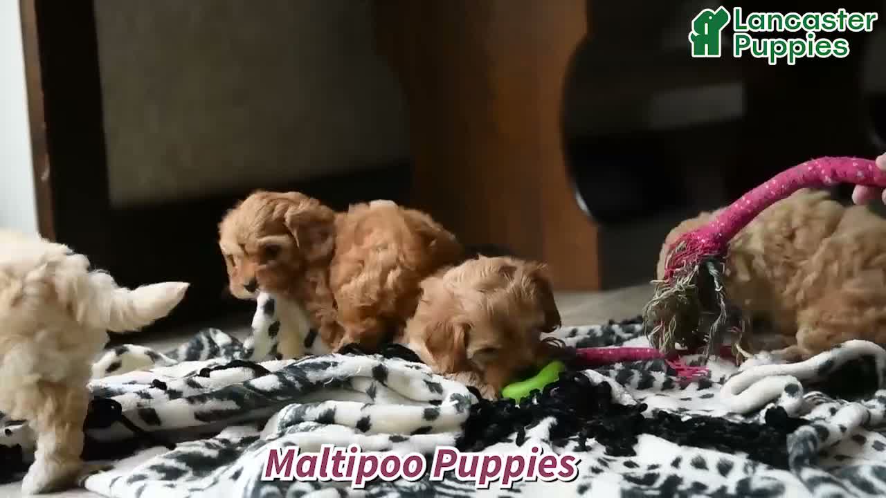 Maltipoo dogs for sale: Tessa - Video 1