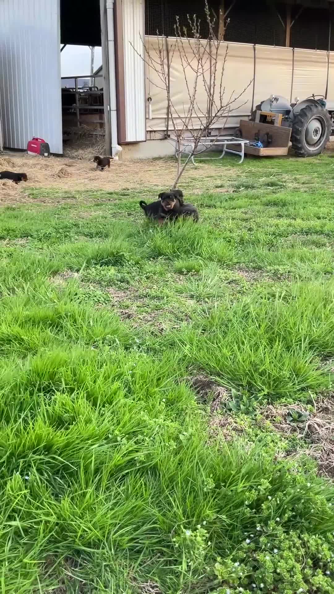 Rottweiler dogs for sale: Rottweiler Puppy 3 - Video 1