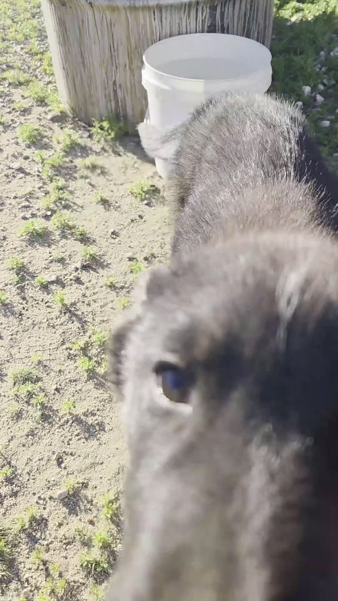 Gerberian Shepsky dogs for sale: Gerberian Shepsky Puppy 3 - Video 1