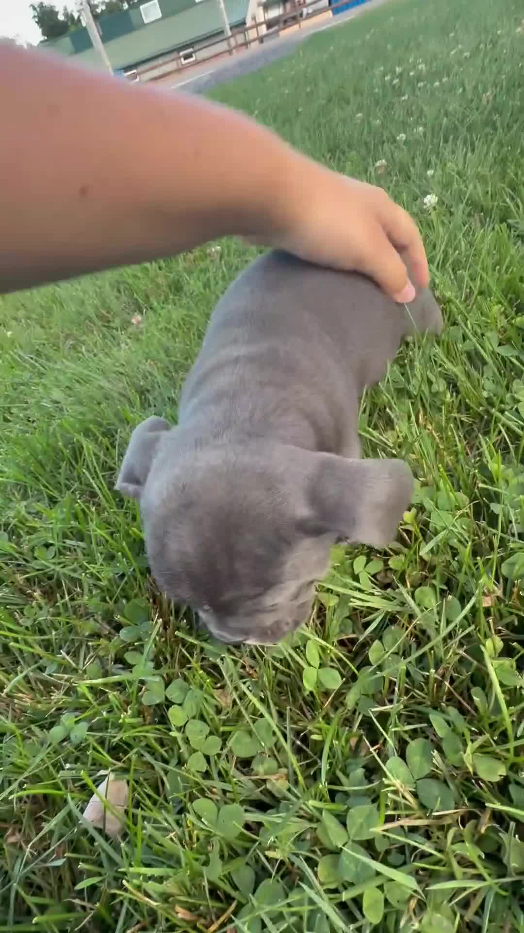 Beabull dogs for sale: Hailey - Video 1